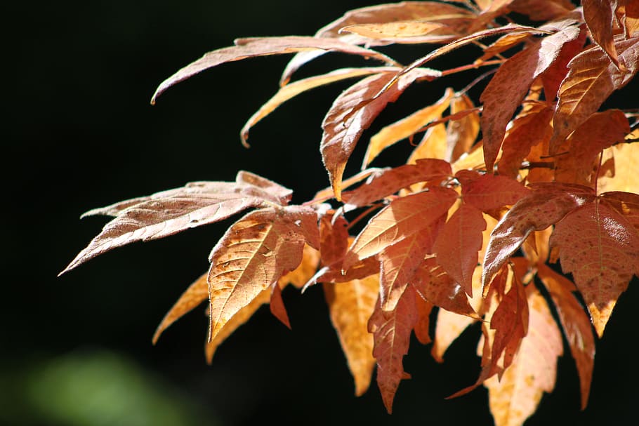 tree, leaves, autumn, leaf, plant part, close-up, nature, change HD wallpaper