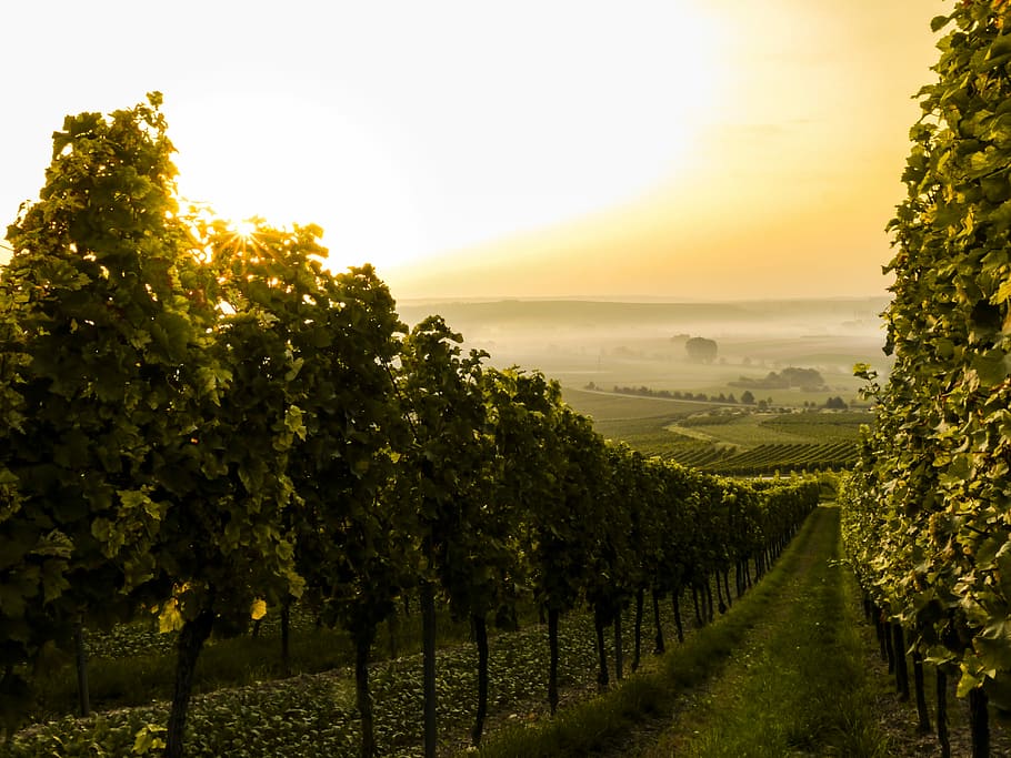 Autumn Morning vineyard, green tree field during daytime, wine, HD wallpaper
