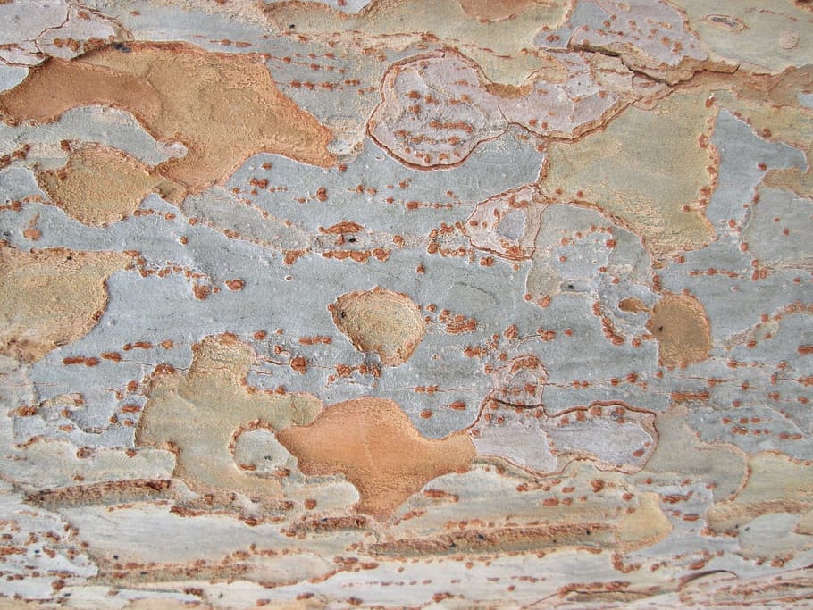 tree bark, texture, nature, vegetation, built structure, backgrounds HD wallpaper