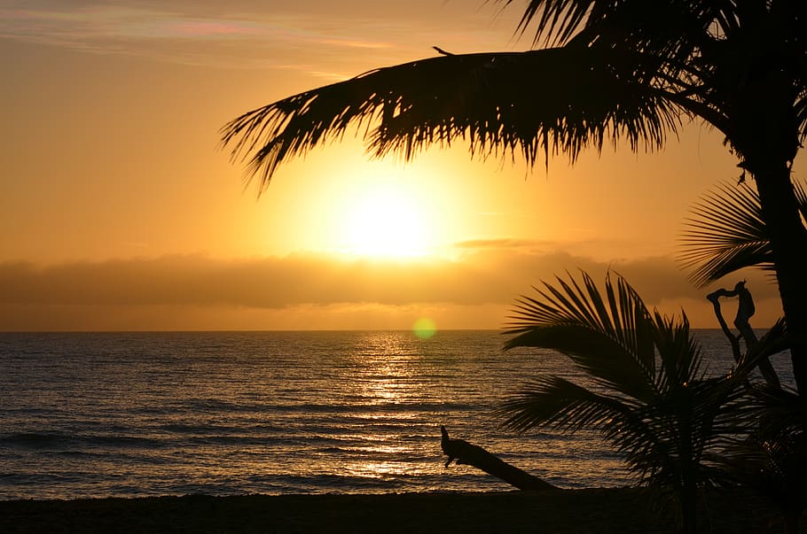 australia, sunset, romantic, water, sky, beauty in nature, palm tree HD wallpaper