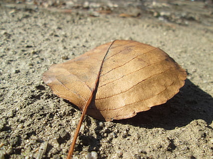 leaf, nature, plant, fall, autumn, season, foliage, environment HD wallpaper