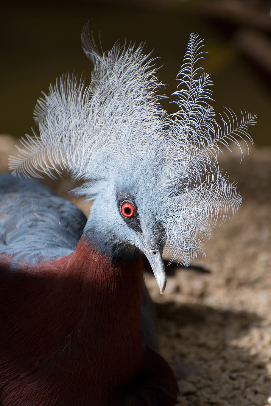 Bird, Cockscomb, Nice, blue, red, pairi daiza, one animal, animal wildlife HD wallpaper