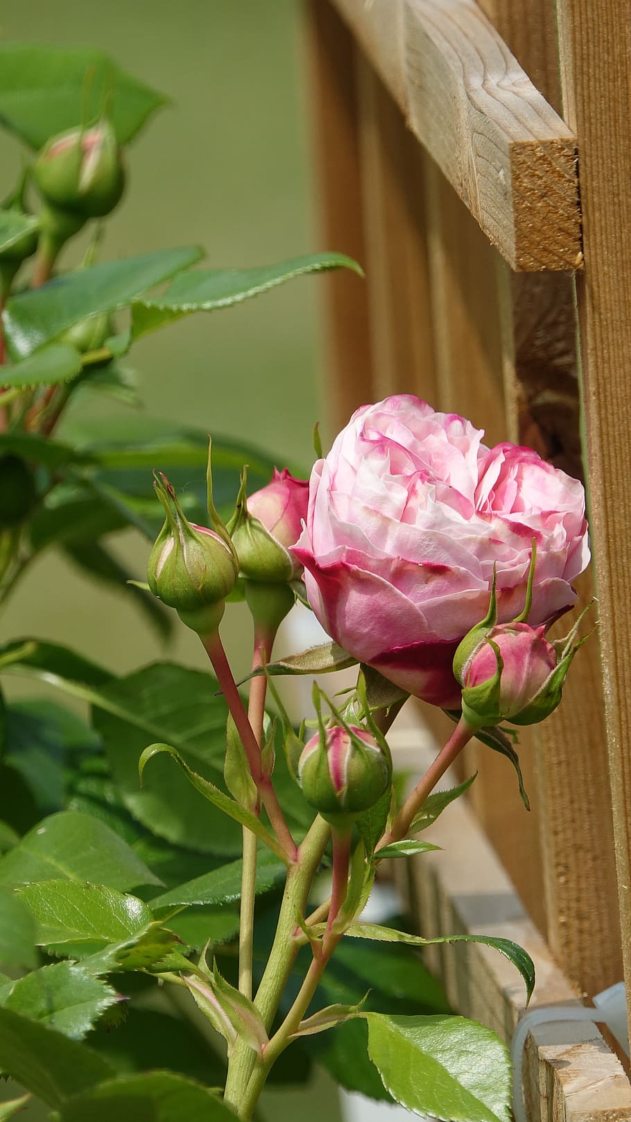 roses, climbing plants, spring, flower, flowering plant, beauty in nature HD wallpaper