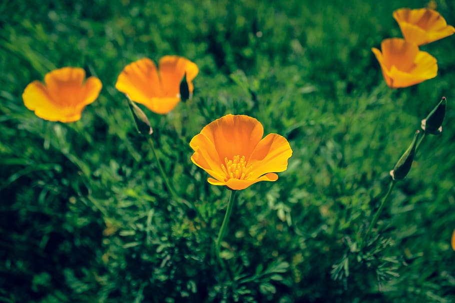 flowers, nature, flowering plant, freshness, beauty in nature HD wallpaper