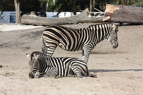 zebra, zoo, wroclaw, striped, animal, mammal, animal themes HD wallpaper