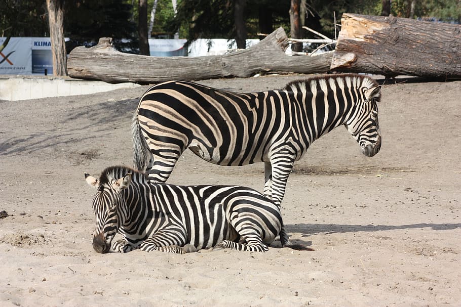 zebra, zoo, wroclaw, striped, animal, mammal, animal themes HD wallpaper