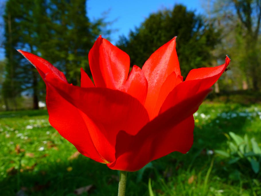 tulip, red, flower, spring, plant, flowering plant, beauty in nature HD wallpaper