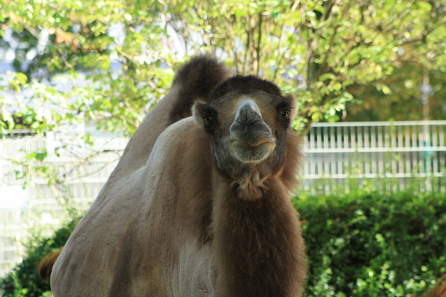 camel, zoo, lips, kussmaul, one animal, animal wildlife, mammal HD wallpaper