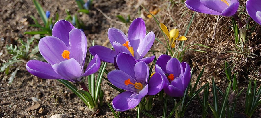 Krokus, Spring, Flower, Garden, crocus, nature, purple, plant HD wallpaper