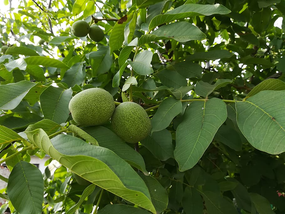 tree, walnut, immature, green, crop, leaf, plant part, fruit HD wallpaper