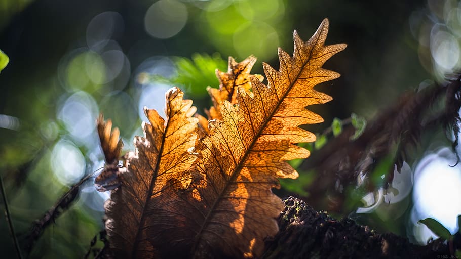 sunlight, leaf, environment, flora, fresh, outdoor, seasonal HD wallpaper