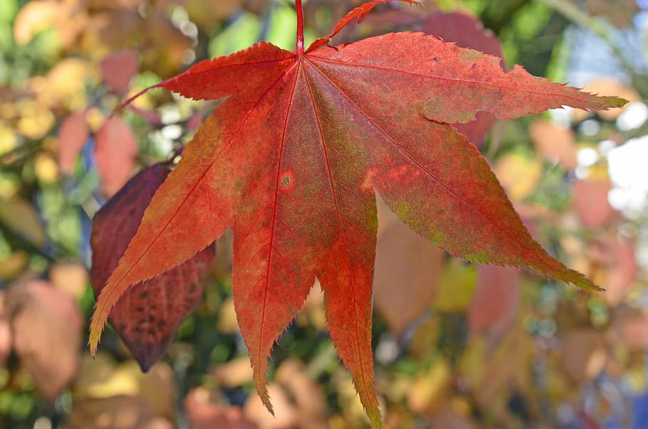 Leaf, Leaves, Autumn, Sun, Sunbeam, red, forest, tree, change HD wallpaper