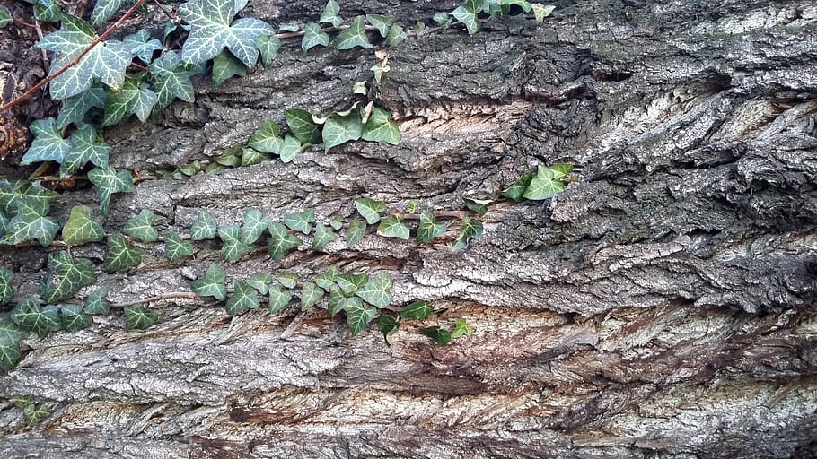 ivy, tree, the bark of the tree, background, texture, structure HD wallpaper