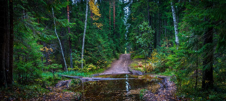 autumn, forest, road, puddle, trees, landscape, plant, water HD wallpaper