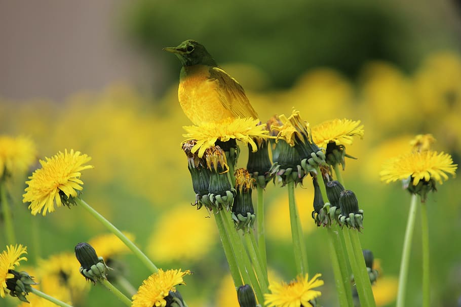 Bird, Grass, Color, flower, plant, yellow, nature, fragility HD wallpaper
