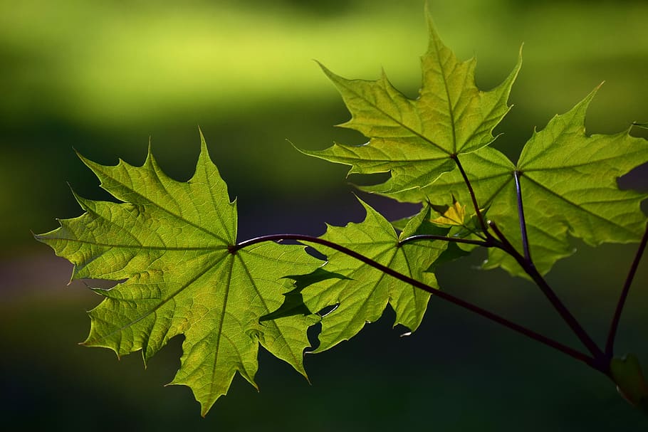 close-up photography of green leaf, plant, nature, tender, young HD wallpaper