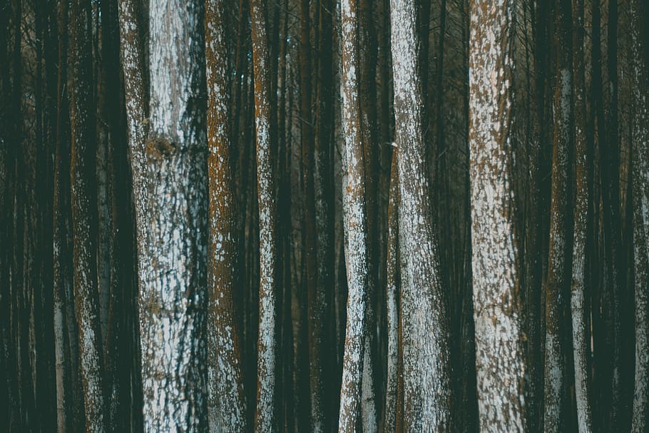 bark, forest, pile, surface, texture, trees, woods, nature HD wallpaper