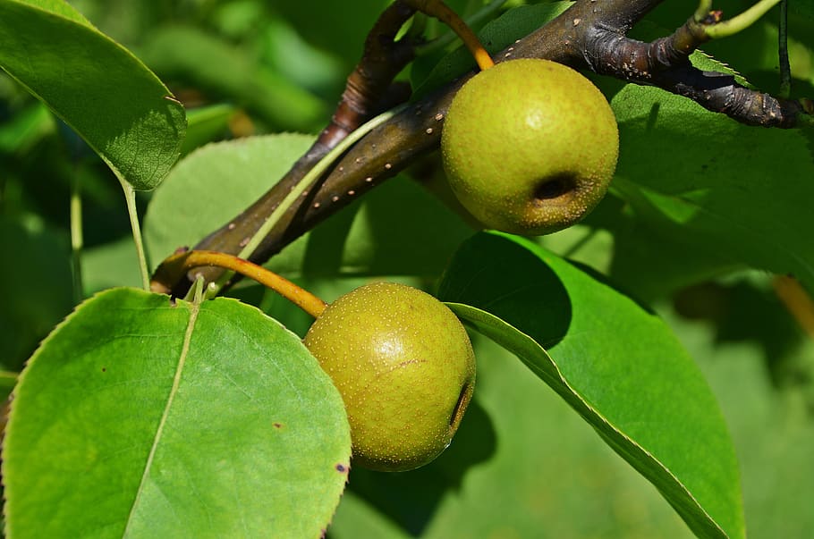 Asian Pear, Pear, Tree, Sad, Garden, closeup, nature, foliage HD wallpaper