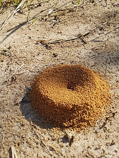anthill, ground, crater, land, sand, nature, no people, close-up HD wallpaper