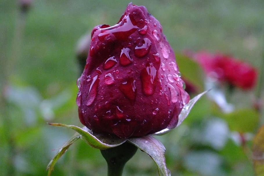 rose, drip, beaded, flower, flowering plant, beauty in nature HD wallpaper
