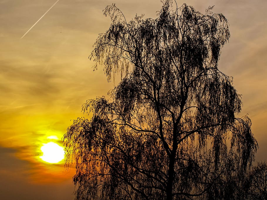 sunset, landscape, evening, birch, sky, tree, plant, beauty in nature HD wallpaper