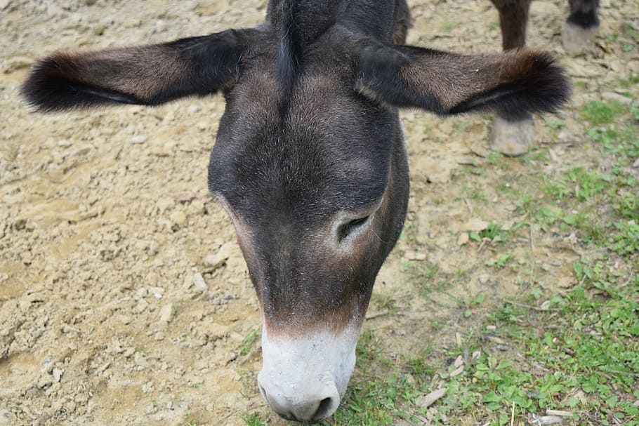 donkey, donkey head, grey, close, search, hunger, beast of burden HD wallpaper