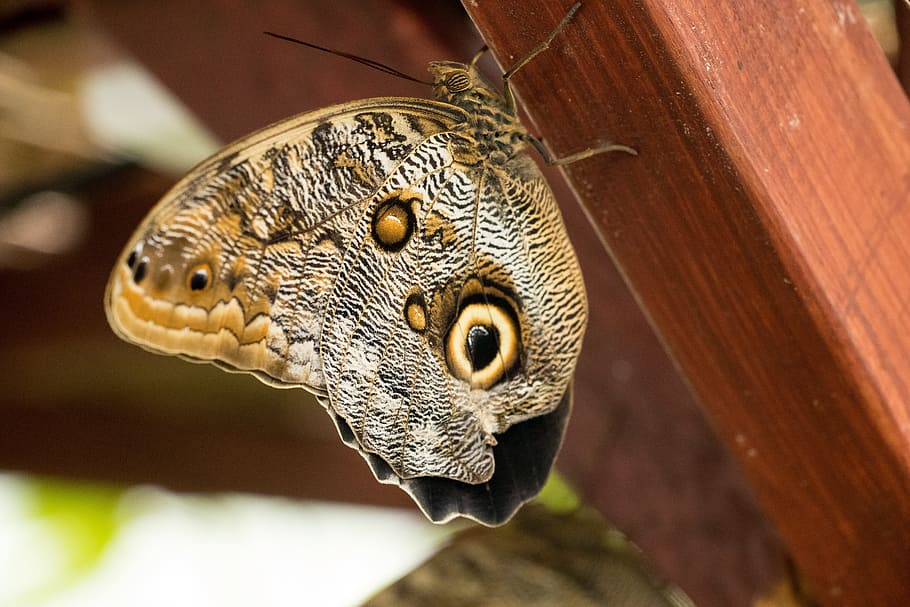 Butterfly, Insect, Close, Macro, one animal, animal wildlife HD wallpaper