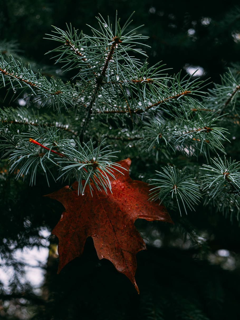 red palmate leaf on green bipinnate leafed tree, maple leaf with palm tree HD wallpaper