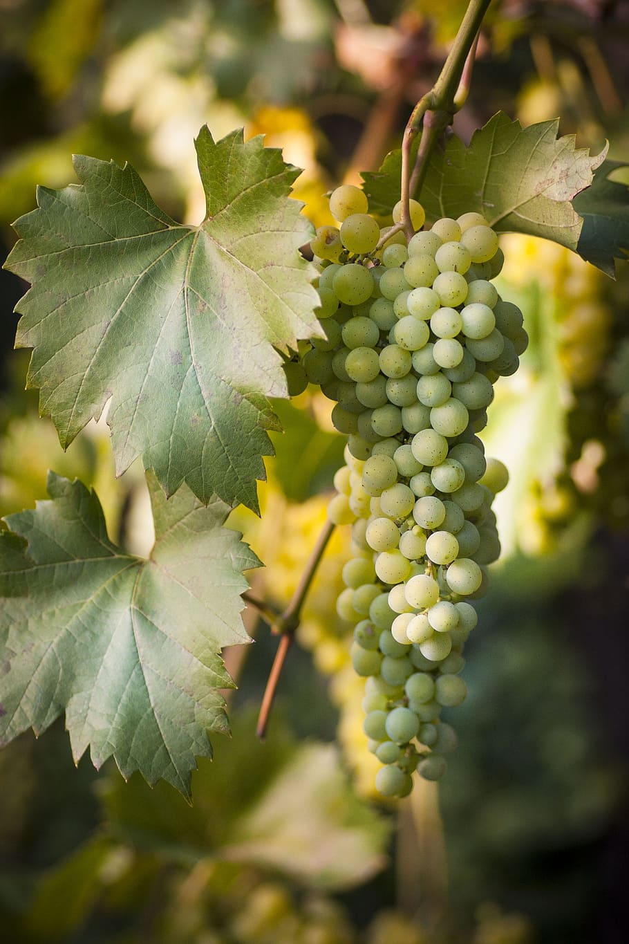 grape, green grapes, vine, grapevine, nature, table grapes HD wallpaper