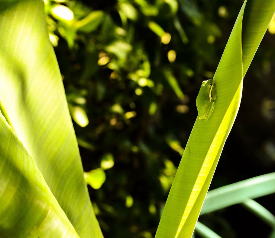 tree frog, banana tree, summer, plant, plant part, green color HD wallpaper