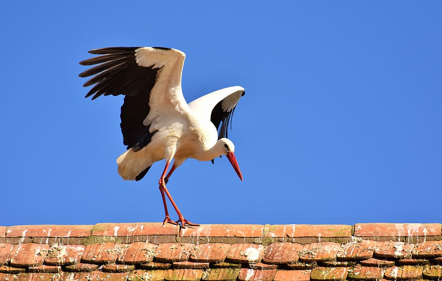 white and black long beak bird top of roof, stork, fly, plumage HD wallpaper
