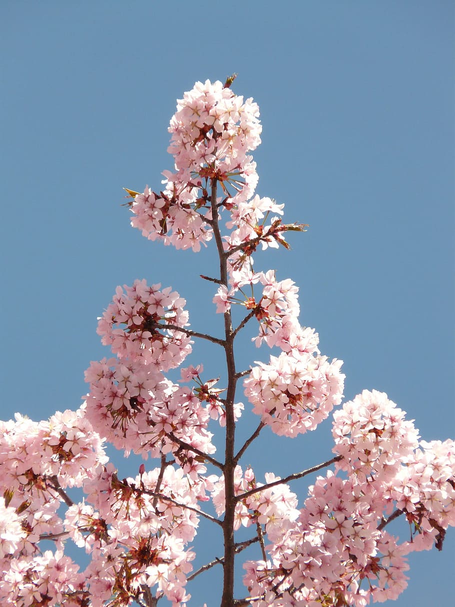 cherry blossom, bloom, tree, japanese cherry, japanese flowering cherry HD wallpaper