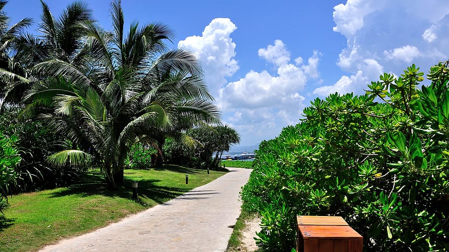 blue sky, cloud, beach, coast, hotel, tourism, travel, palm trees HD wallpaper