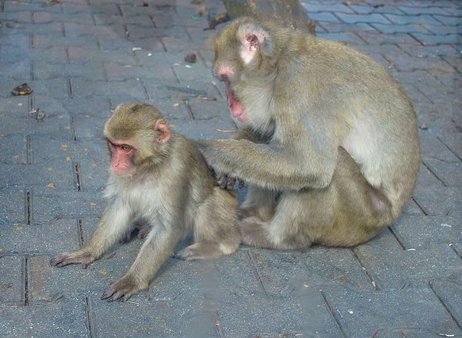 monkey, young, zoo, monkey with a cub, care, primate, mammal HD wallpaper