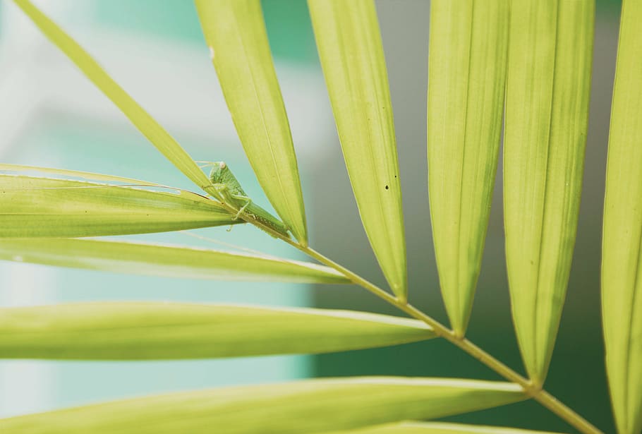close-up, grasshopper, insect, leaves, nature, leaf, plant HD wallpaper