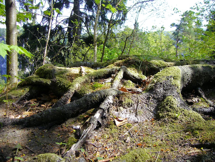 tree roots, saxon, switzerland, plant, forest, tranquility HD wallpaper