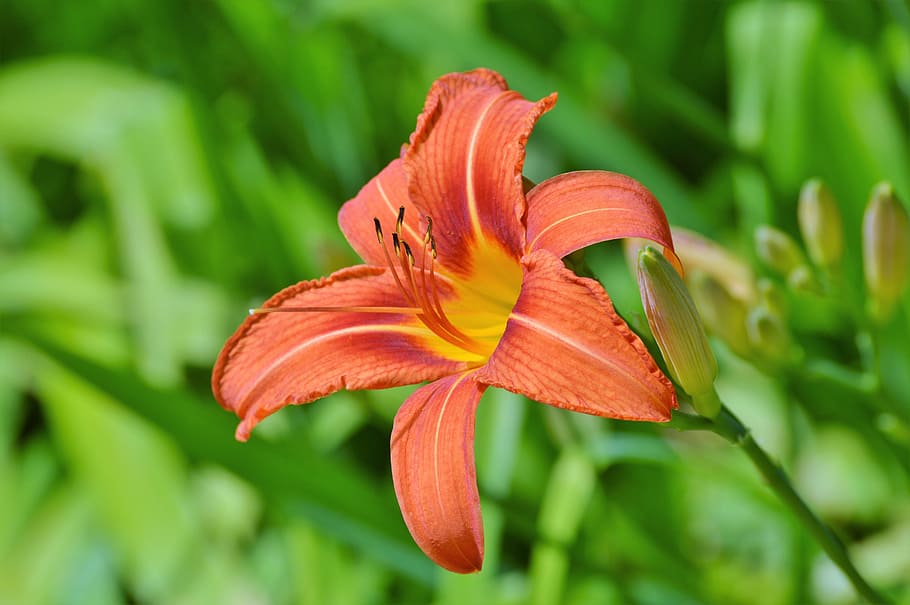 selective focus photo of orange daylily flower, Lily, Flower HD wallpaper