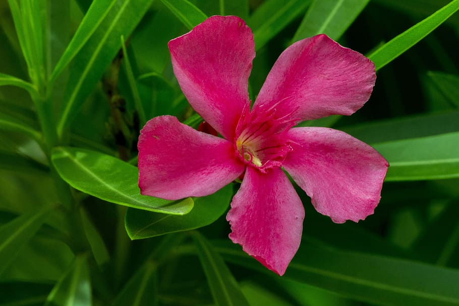 nature, plant, flower, leaf, garden, purple flower, botany HD wallpaper