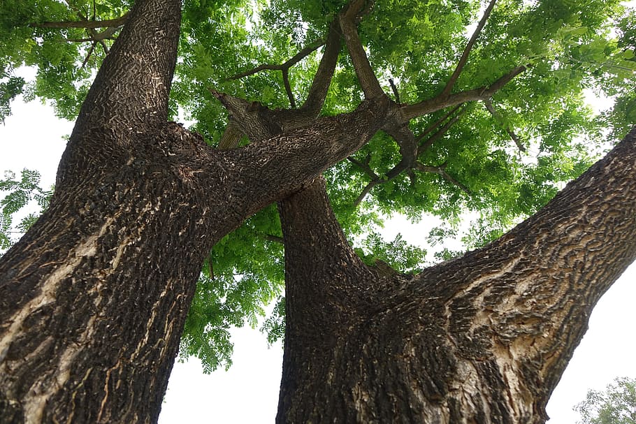 Rain Trees, Trunk, Look Up, green, tree trunk, nature, low angle view HD wallpaper