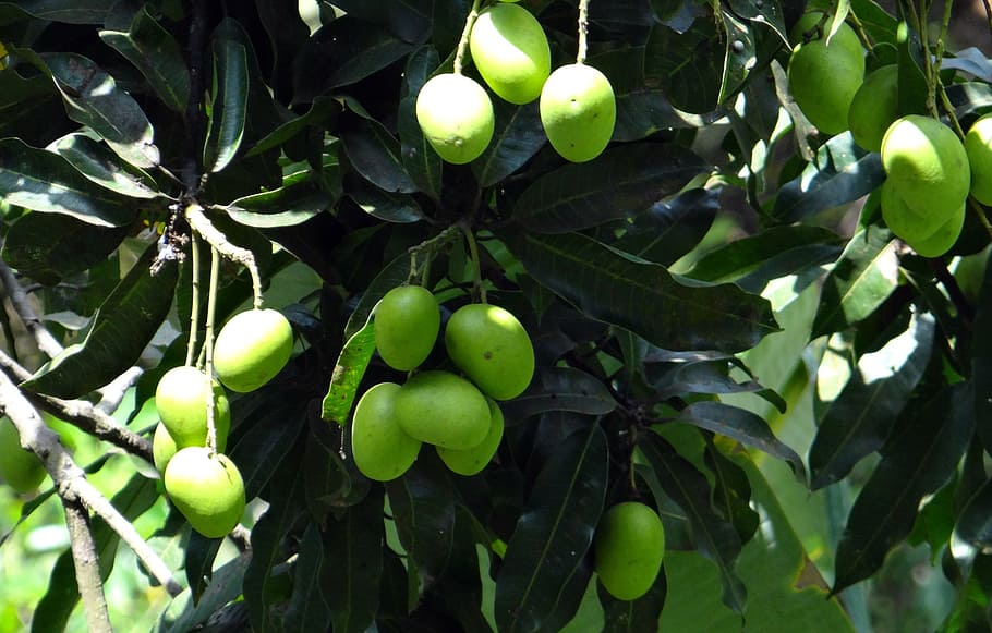mango, wild mango, fruit, green, unripe, cluster, bunch, western ghats HD wallpaper