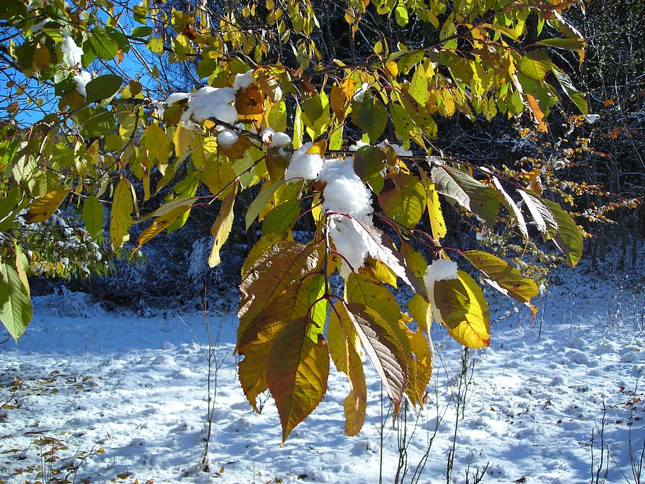 leaves, winter, snow, plant, leaf, plant part, nature, growth HD wallpaper