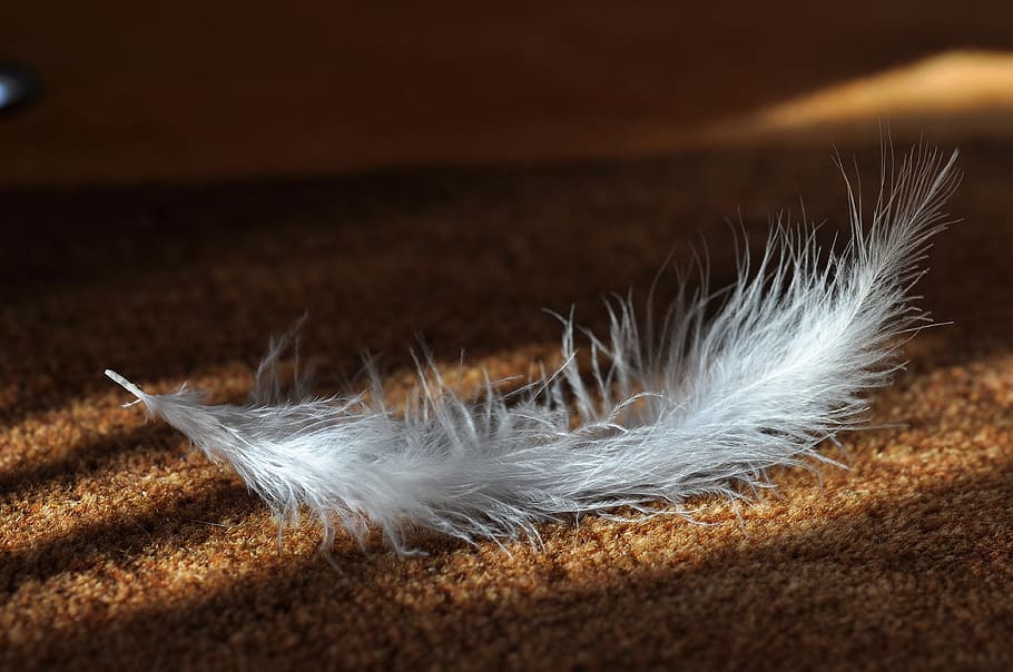 feather, slightly, airy, soft, white, fluffy, animal springs HD wallpaper