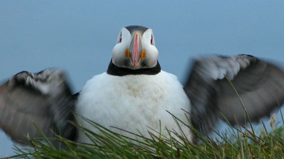 puffin, bird, wing, animal, animal themes, animal wildlife HD wallpaper