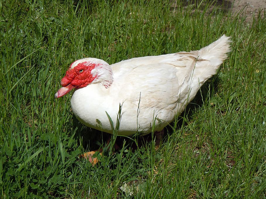 poultry, duck, animal, grass, one animal, animal themes, field HD wallpaper
