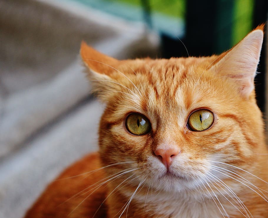 close-up photo of orange tabby cat, red, cute, mackerel, tiger HD wallpaper