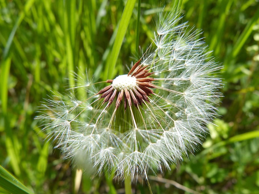Dandelion, Seeds, Wind, angelitos, detail, plant geometry, plant architecture HD wallpaper