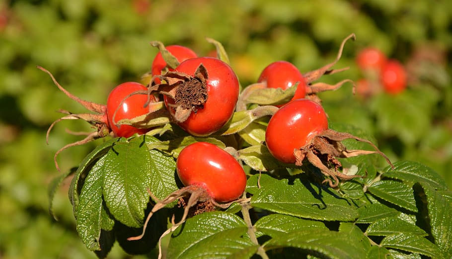 rose hip, wild rose, fruit, autumn, bush, roses, rose apples, HD wallpaper