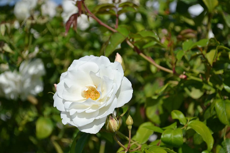 pink, white, flower, rosebush, petals, garden, flowering plant HD wallpaper