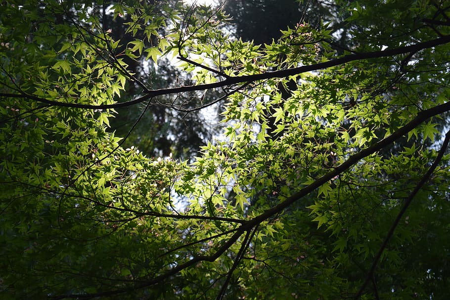 woods, sunbeams, tree, plant, growth, forest, beauty in nature HD wallpaper