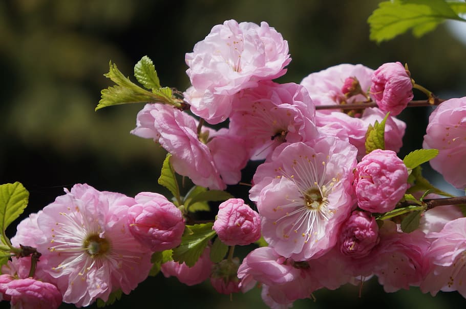 closeup photography of pink cherry blossom flower, flowers HD wallpaper
